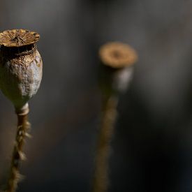 Wunderschöne Mohndose in verträumter Umgebung von Gea van der Veen-Smedeman