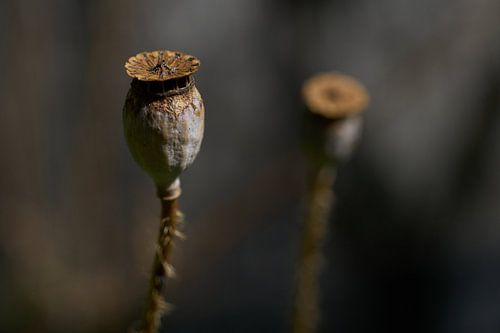 Elegante  papaverzaaddoos in een dromerige setting