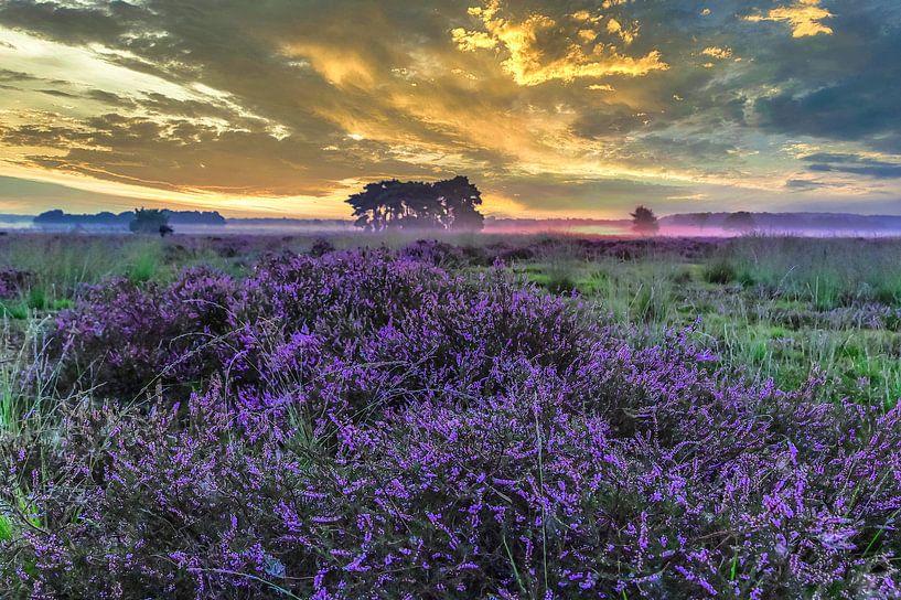 Regte Heide is in bloom by Freddie de Roeck