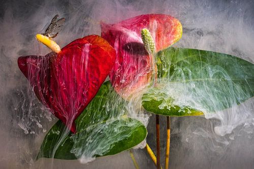 Inkwater Flowers - Flamingobloem