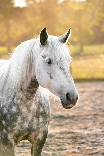 Paard Connemara Pony op de paddock geel zon