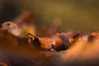 Das Versprechen des Herbstes