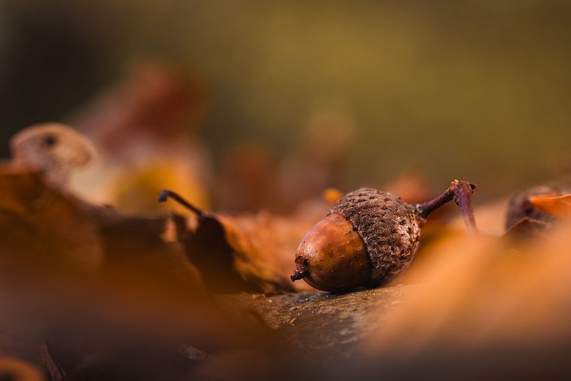 Das Versprechen des Herbstes von van Veen Allround Photography