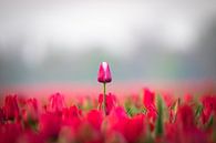 Tulpe von Niels Barto Miniaturansicht