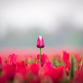Tulip by Niels Barto