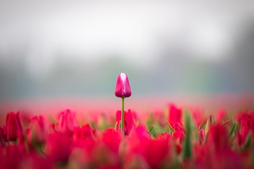 Tulpe von Niels Barto
