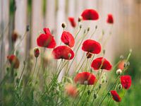 Return of the poppies