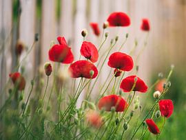 Return of the poppies by Nevelhart Photography
