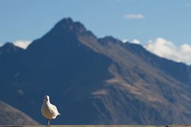 Meeuw Queenstown von Jeroen Meeuwsen
