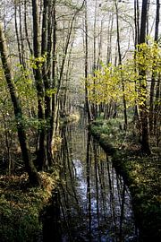Spreewald