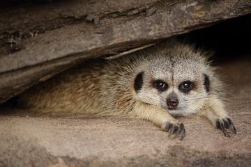 Stokstaartje (Suricata suricatta) van Ronald Pol