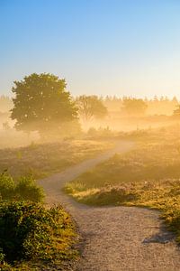 Chemin dans un paysage de bruyère au lever du soleil