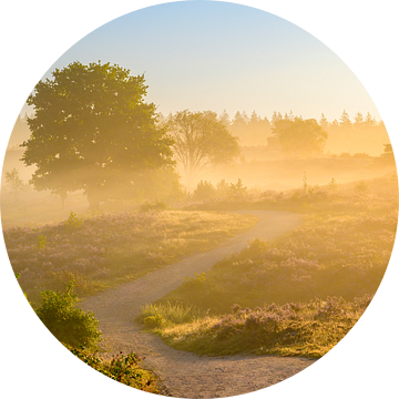 Pad in een heidelandschap tijdens zonsopgang