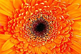 an orange gerbera flower by Werner Lehmann