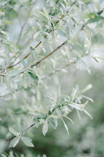 Natuurlijk Groene Struik Mediterraans Italie van NANI IS MOOI