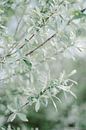 Natuurlijk Groene Struik Mediterraans Italie van NANI IS MOOI thumbnail