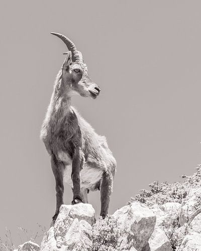 Trotse steenbok op een rots