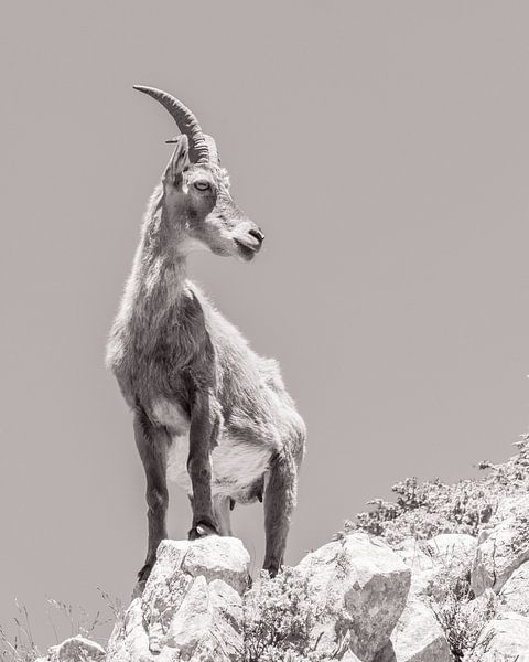 Proud ibex on a rock by Martijn Joosse