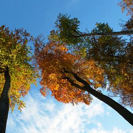 Indian Summer in Deutschland -Herbstwald von Thomas Wagner