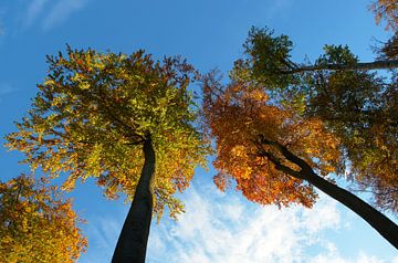 Indian Summer in Deutschland -Herbstwald van Thomas Wagner