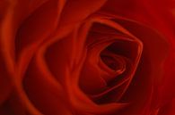 Rose, Blume der Liebe von Danny Vandebosch Miniaturansicht