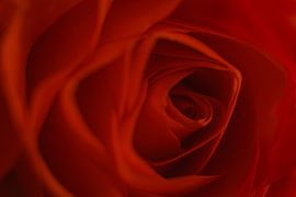 Rose, flower of love by Danny Vandebosch