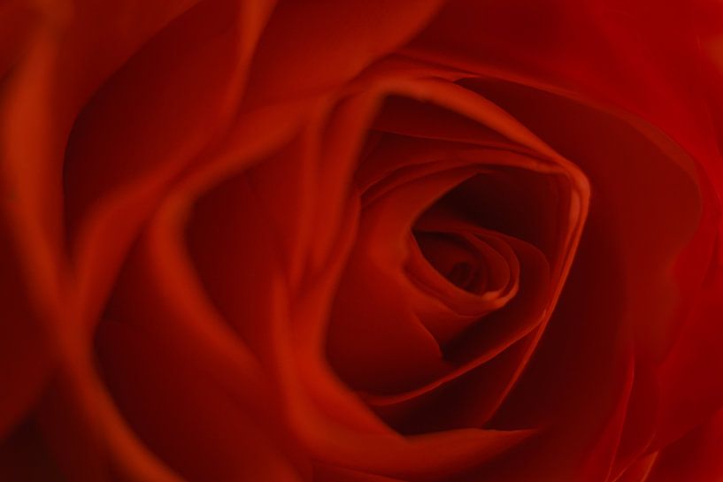 Rose, Blume der Liebe von Danny Vandebosch