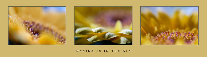 "Der Frühling liegt in der Luft" mit einer Gerbera von Eddy Westdijk