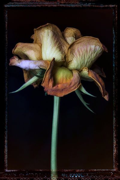 Oude Bloemen 16 van Henk Leijen