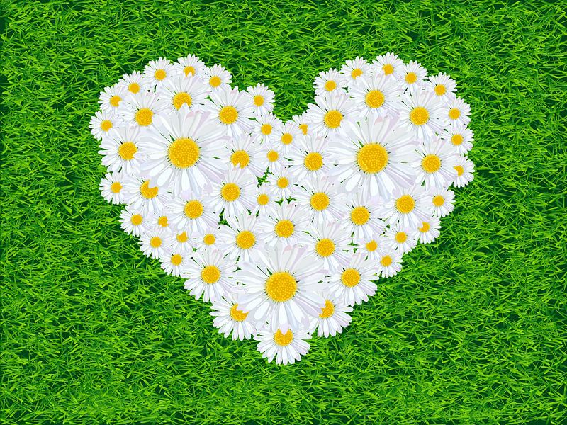 170. Gänseblümchen von Domstad Rudie