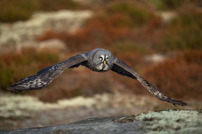 Great Grey Owl (Strix nebulosa) in hunting flight, flying close above the ground, in fall, autumnal  par wunderbare Erde