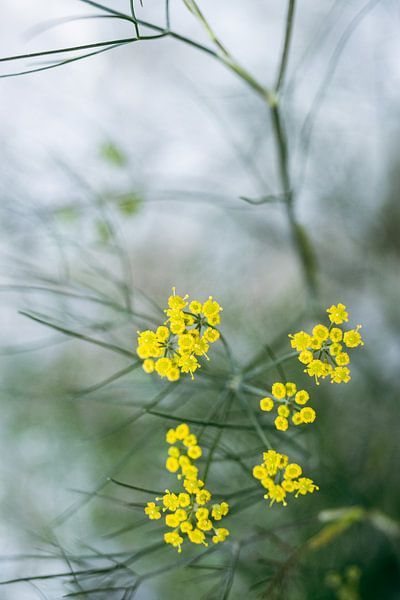 L'aneth en fleurs par Crystal Clear