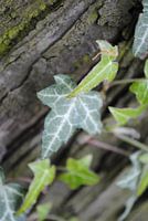 Ivy-Grown