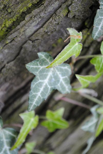 Ivy-Grown von Lyn Van Veldhoven