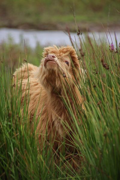 Scottish Highlander Calf by Milou Hinssen