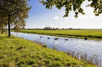 Nederlandse weiland landschap