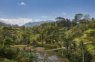 Tegallalang, Ubud, Bali. De meest dramatische en spectaculaire rijstterrassen in Bali van Tjeerd Kruse thumbnail