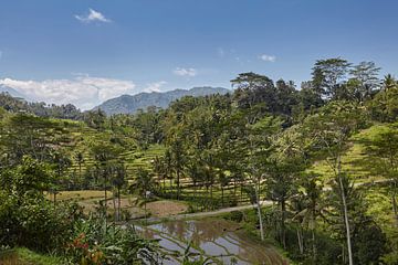 Tegallalang, Ubud, Bali. Les rizières en terrasses les plus spectaculaires de Bali sur Tjeerd Kruse