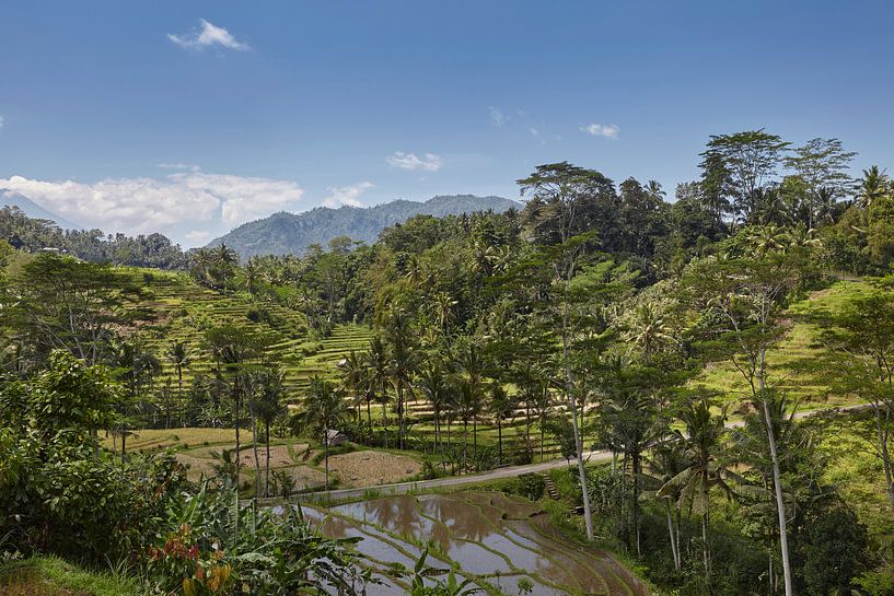 Tegallalang, Ubud, Bali. De meest dramatische en spectaculaire rijstterrassen in Bali van Tjeerd Kruse