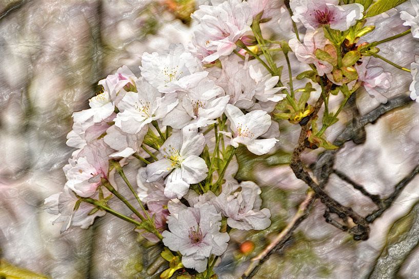 Obstblüten van Edgar Schermaul