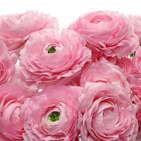 Ranunculus