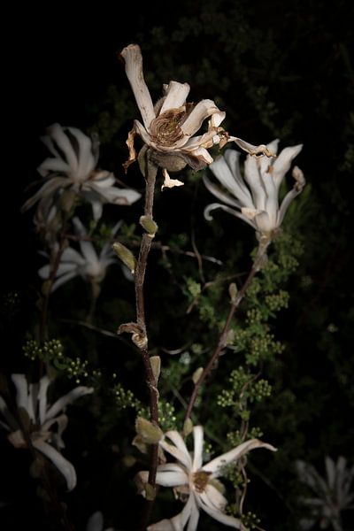 Wilted | part 1 par Lidia Vedder