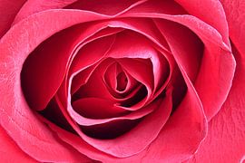 Red flowering rose close up by Eye on You