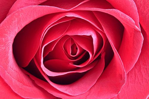 Rode bloeiende roos close up