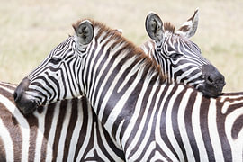 Zebra-'s von Shirley Kroos