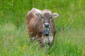 Alpine meadow influencer on four legs by Walter G. Allgöwer