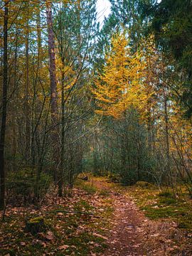 herfst 2022 2 van snippephotography