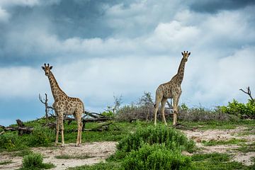 Giraffes in Makgadikgadi National park - Botswana a by Paula Romein