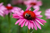 Bourdon sur une fleur rose a Amsterdam