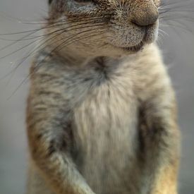 Curious ground squirrel by Denise Stevens